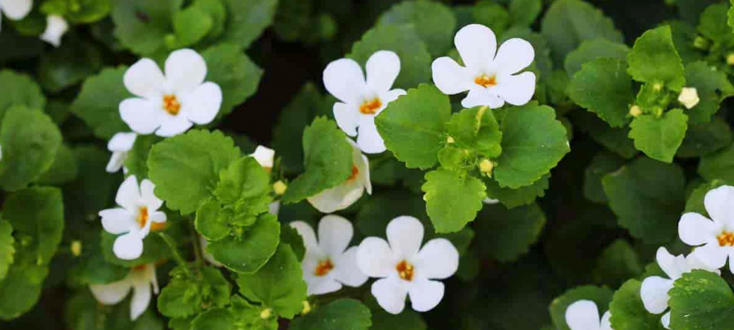 bacopa-monnieri