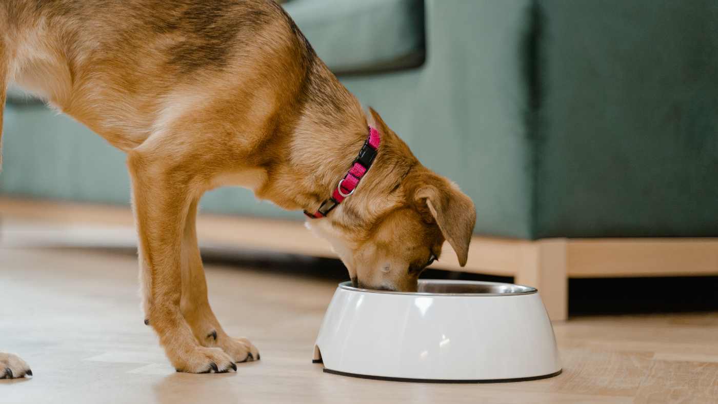 The Benefits of Bone Broth for Pets: A Guide to Its Health Advantages