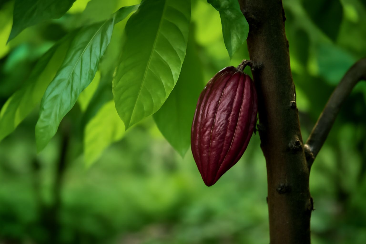 Inside the Process: How Organic Cocoa Powder Is Made