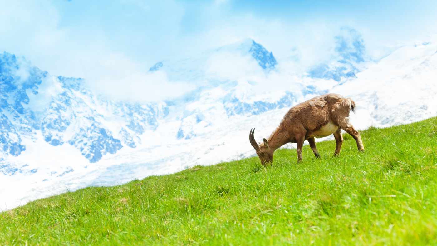 Horny Goat Weed A Traditional Herb with Modern-Day Benefits
