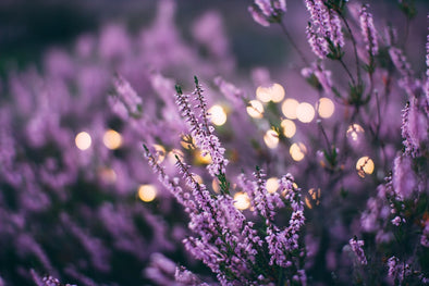 lavender-oil-benefits