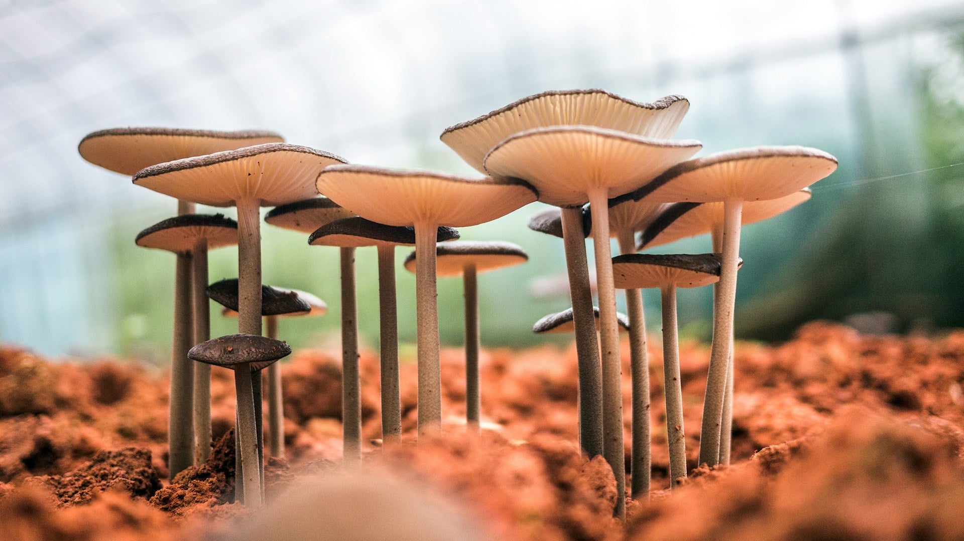 Chaga-Mushroom-Benefits