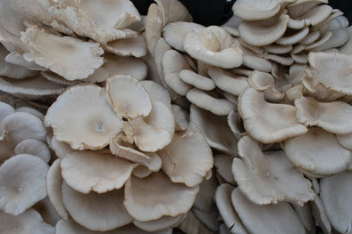 oyster-mushroom-brain-food