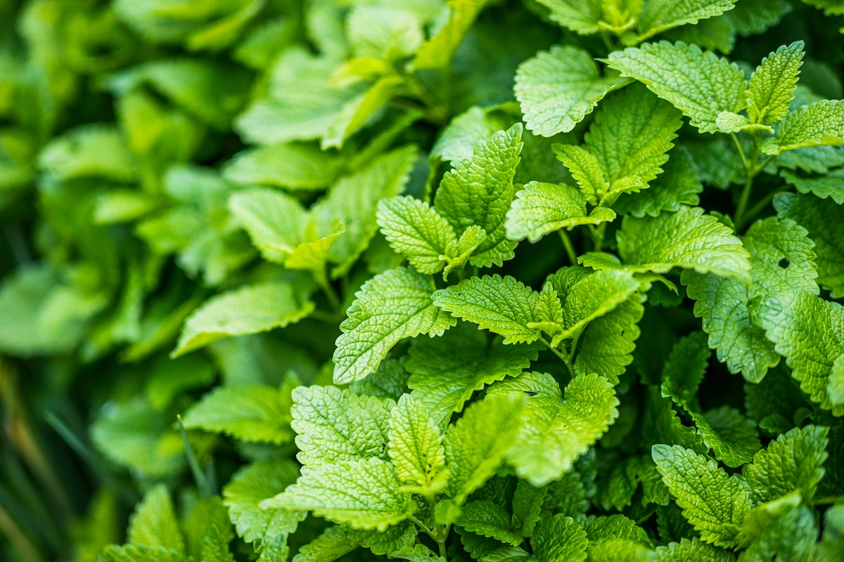 lemon-balm