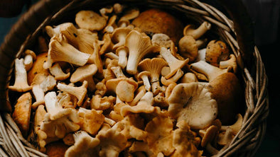 10 Life-Changing Benefits of Mushroom Complex (Unearth Holistic Power)