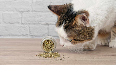 All About Catnip: Using it, Health Benefits, and History