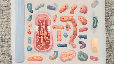 increasing-good-bacteria-in-gut