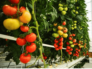 tomatoes for atkins diet