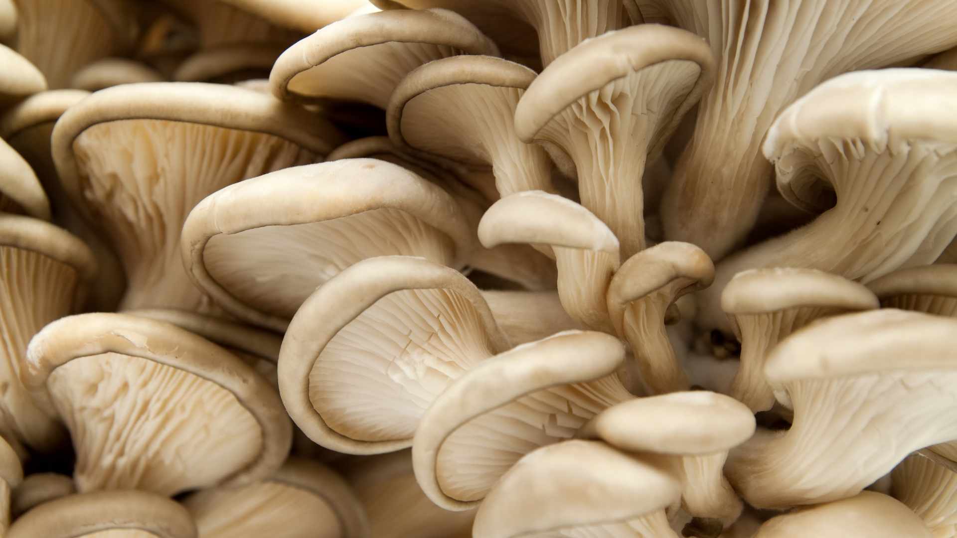 What are Oyster Mushrooms? (A Detailed Wild Foods Guide)