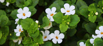 bacopa-monnieri