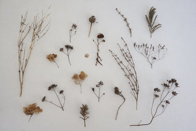 Can Adaptogens Help with Weight Loss?
