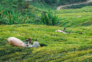 how-is-tea-harvested