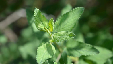 Why is Catnip Healthy?