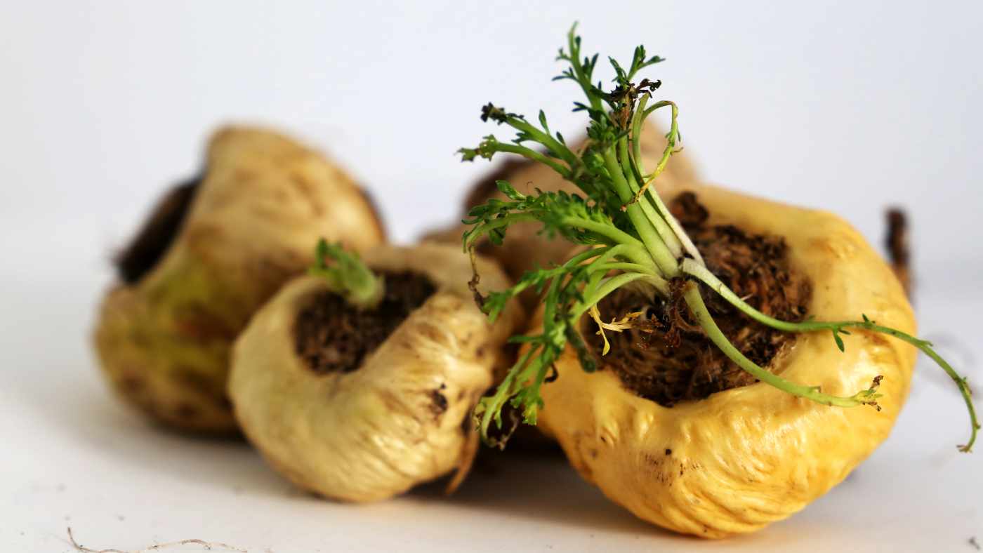 Does Maca Help with ED Exploring the Effectiveness of Maca Root for Erectile Dysfunction Treatment
