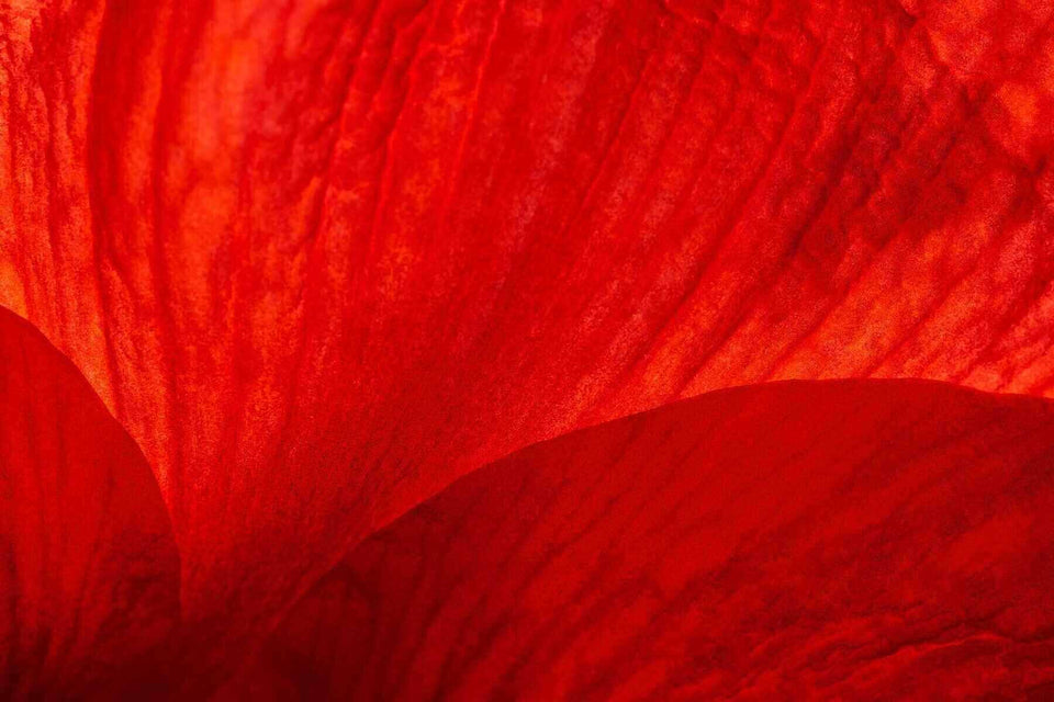Red Light Therapy for Weight Loss