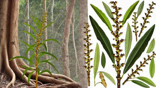 13 Science-Backed Tongkat Ali Benefits (A Wild Foods Co. Guide)