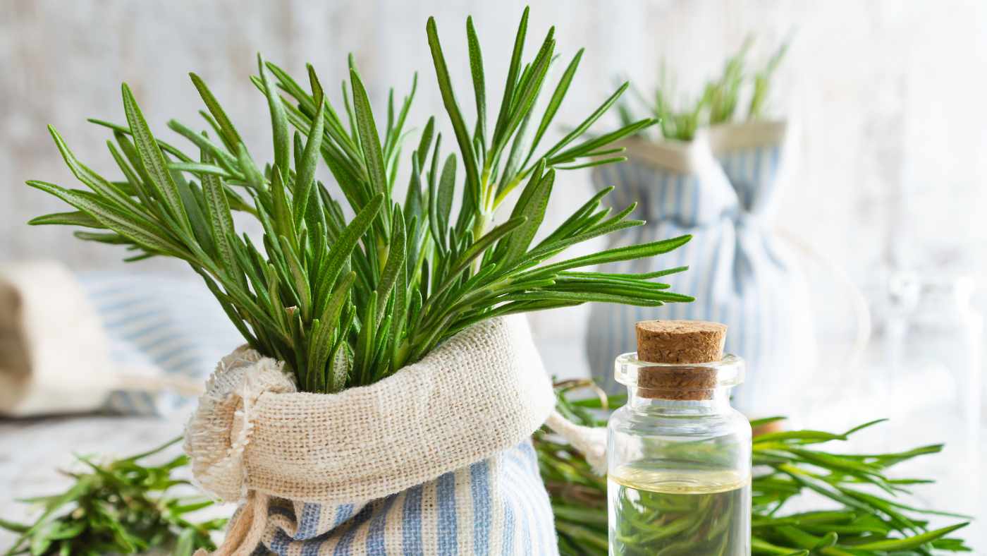 Unlocking the Secrets of Rosemary The Health-Promoting Compounds Within