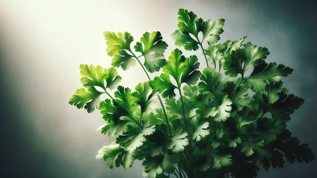 Why is Coriander Healthy?