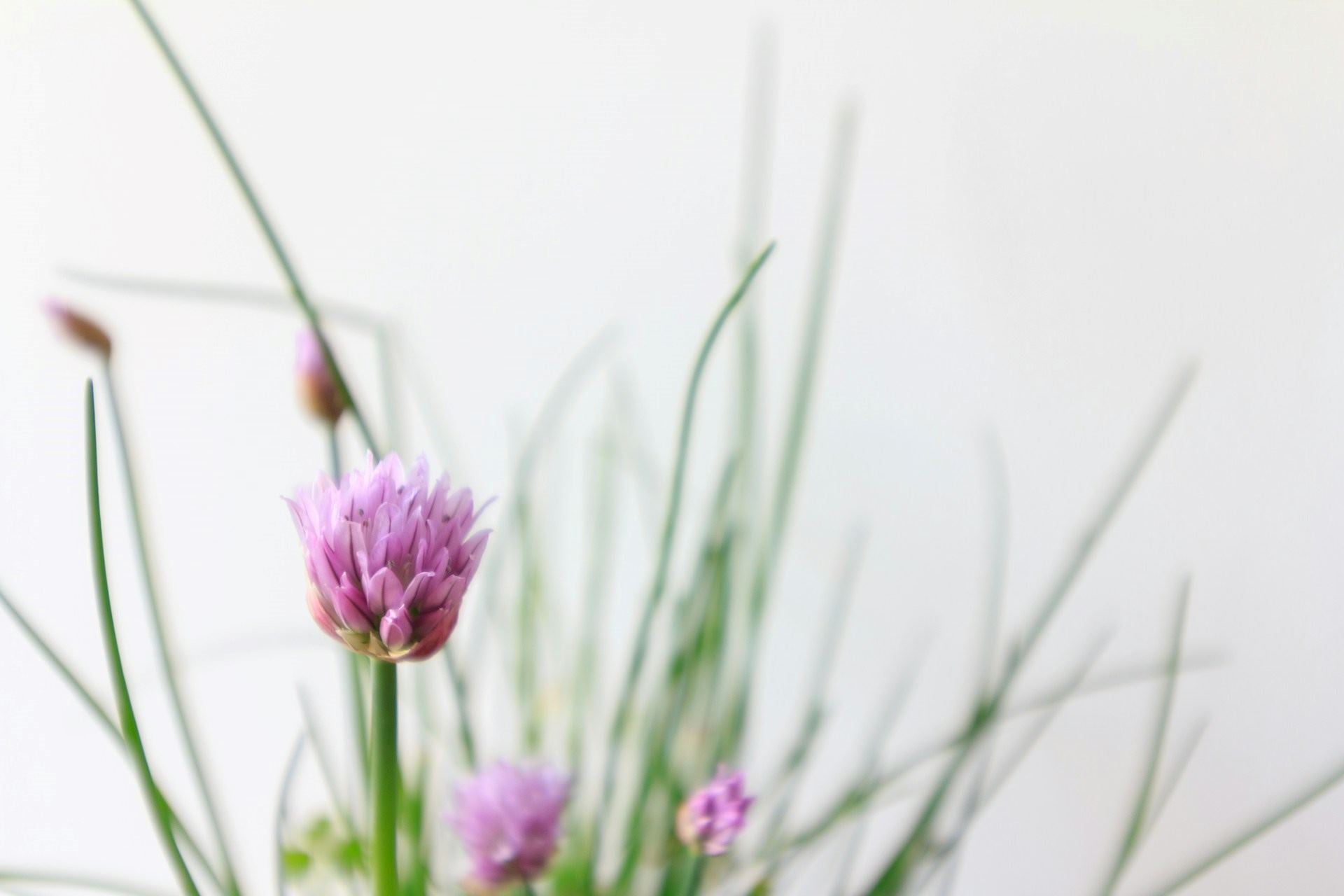 10 Ways to Use Chives in the Kitchen