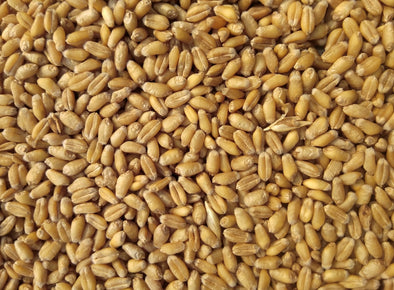 Wheat Belly Diet