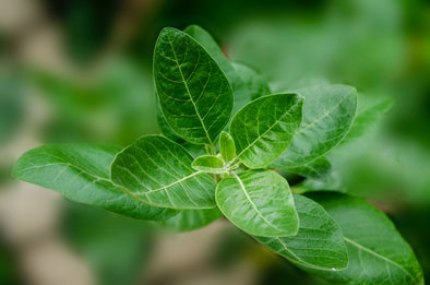 Adaptogenic Herbs: List, Effectiveness, and Health Benefits
