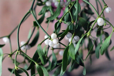 Mistletoe's Prospective Medical Benefits