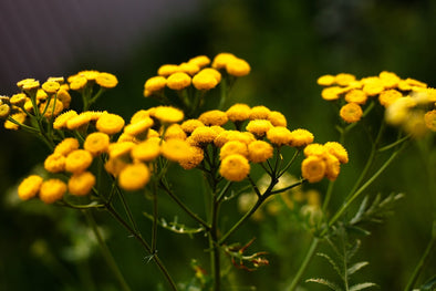 The Health Benefits of Blue Tansy Essential Oil