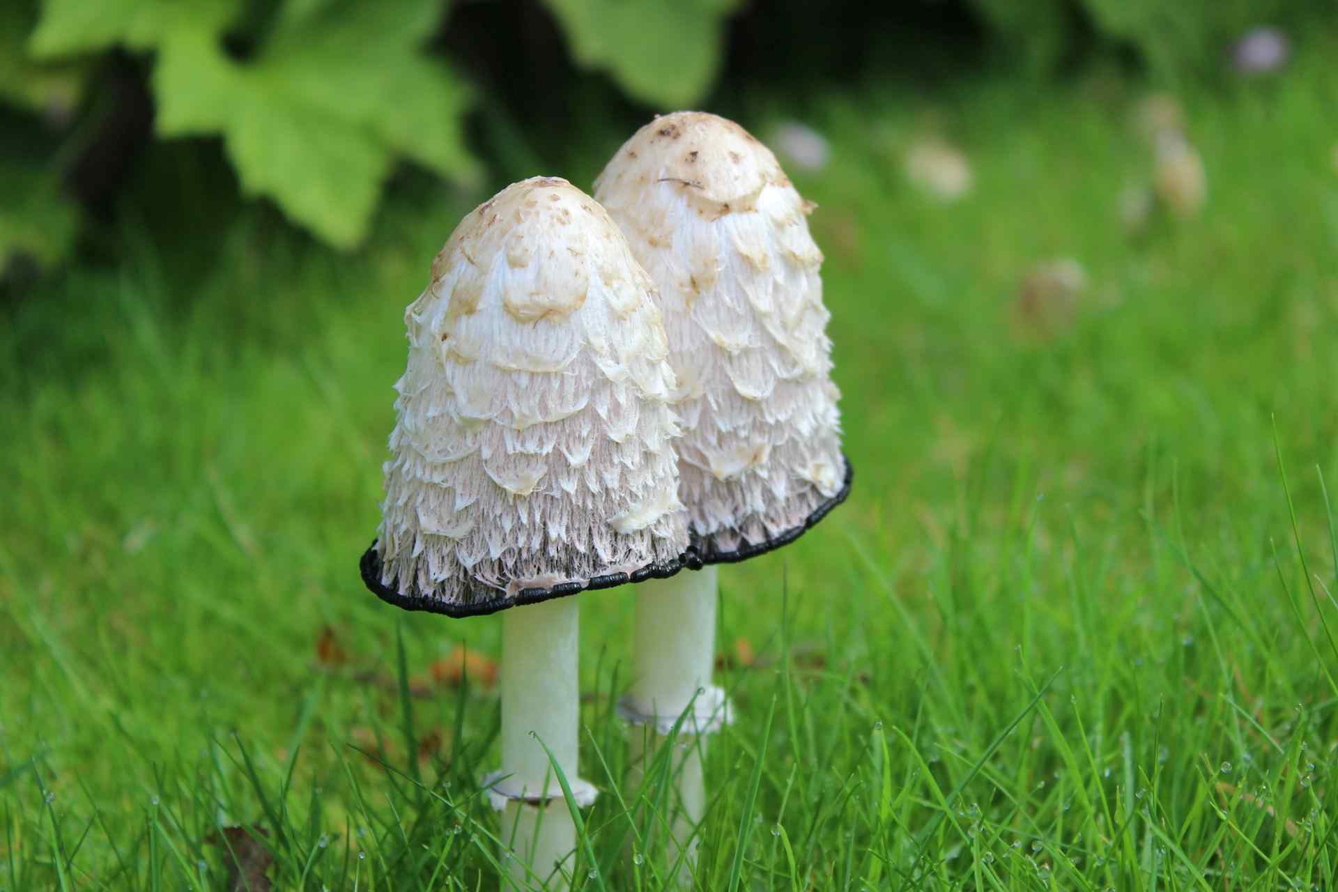 5-Best-Mushrooms-for-Gut-Health