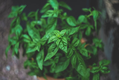 7-adaptogenic-herbs