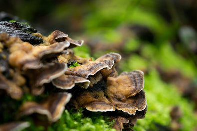 what-are-medicinal-mushrooms