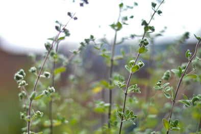 Why is Oregano Healthy: The Secret Powers of This Everyday Herb