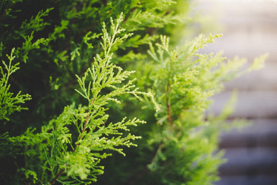 The Health Benefits of Blue Cypress Essential Oil