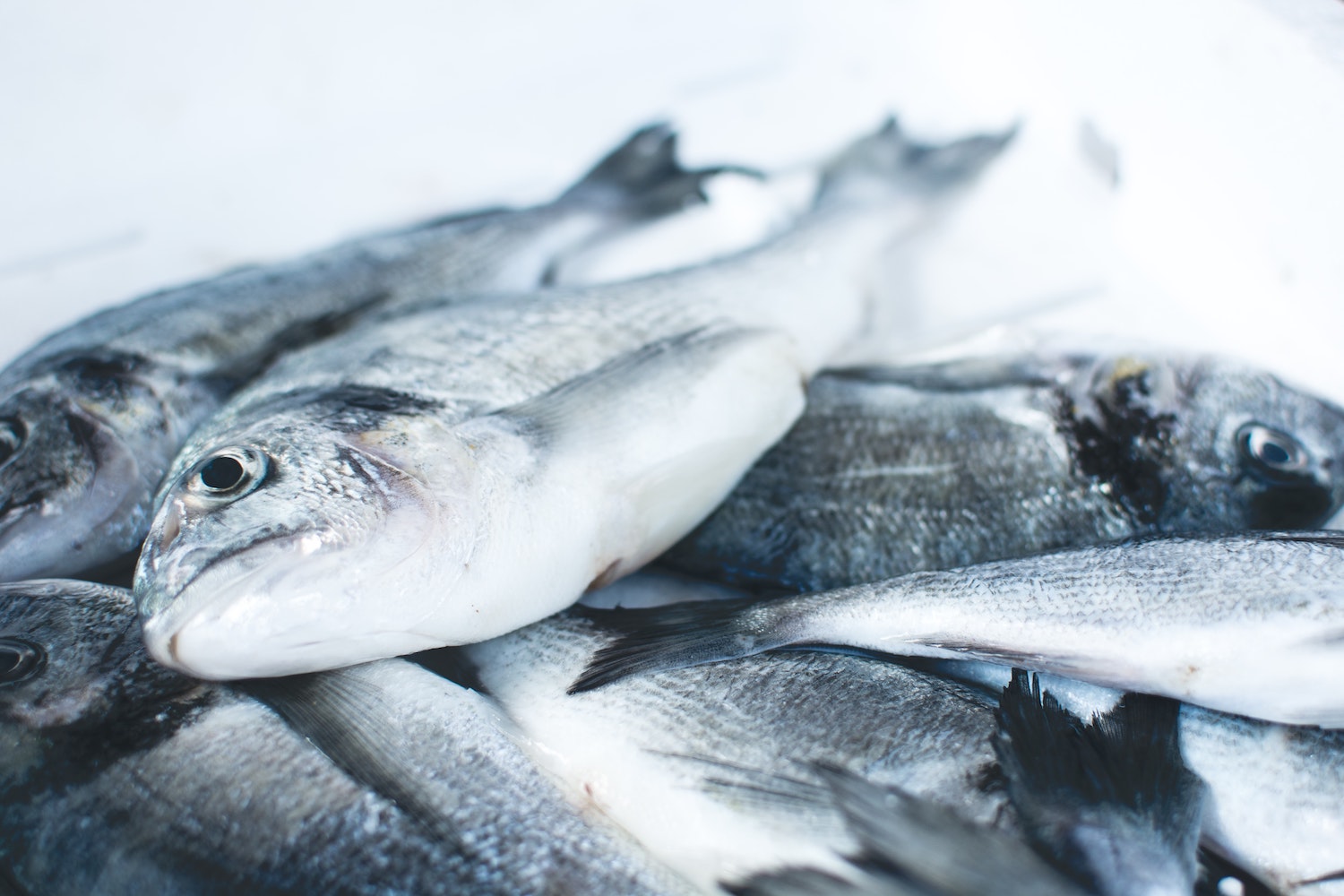fish-oil-benefits-vision
