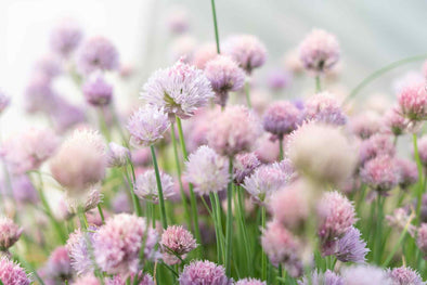 Why is Chives Healthy: Unveiling the Secret Power of This Humble Herb