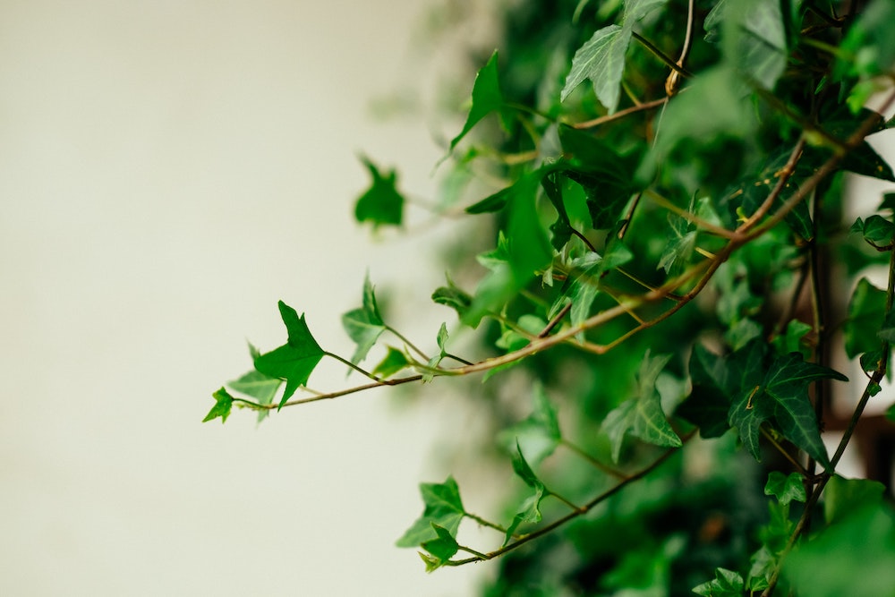 english-ivy-health-benefits