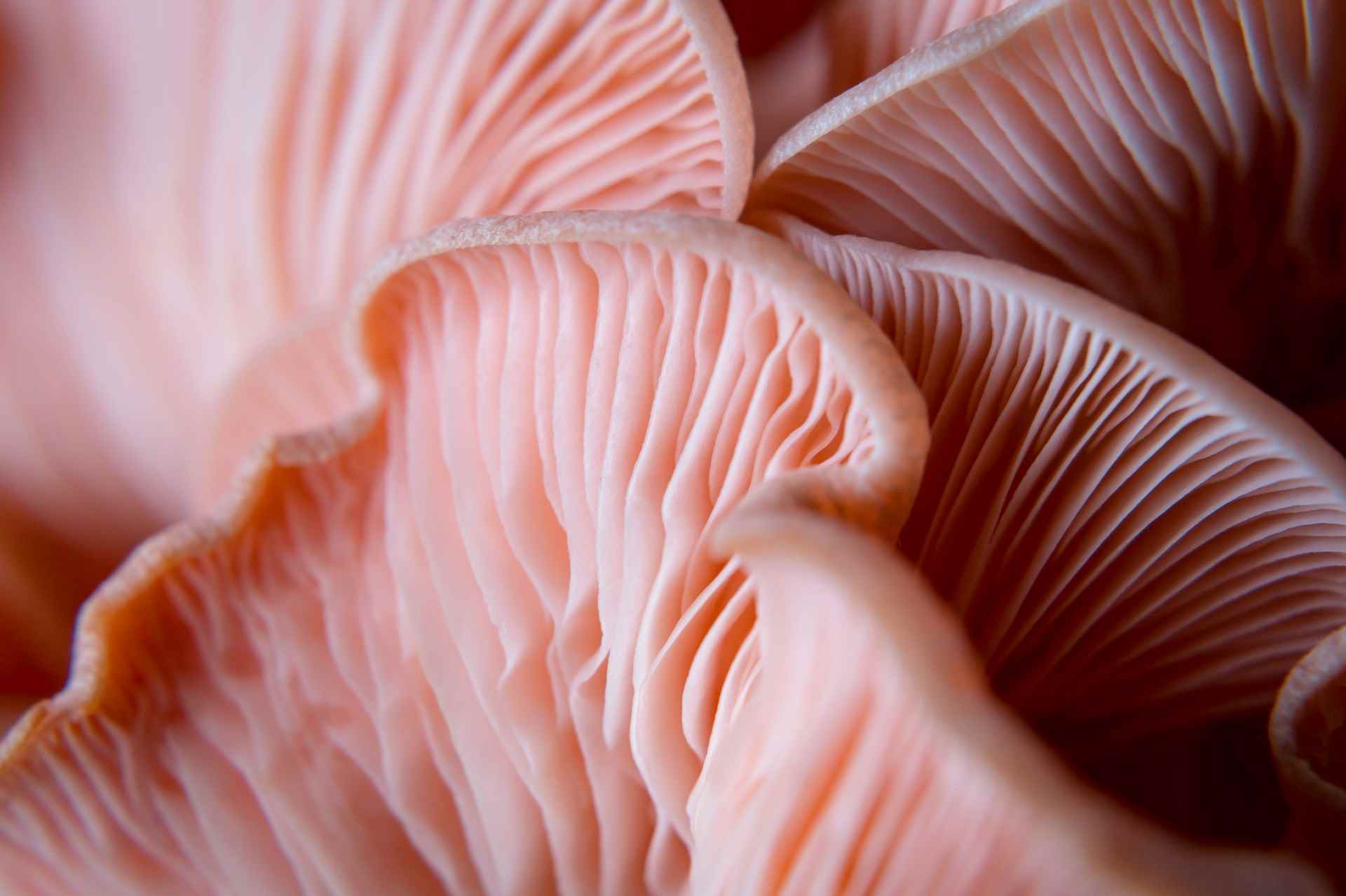 Are-Truffles-Mushrooms