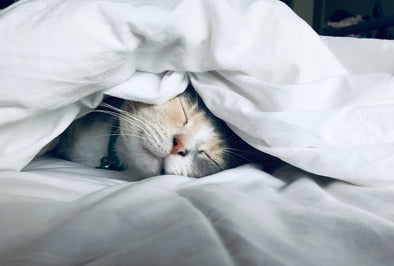 natural-sleep-supplements