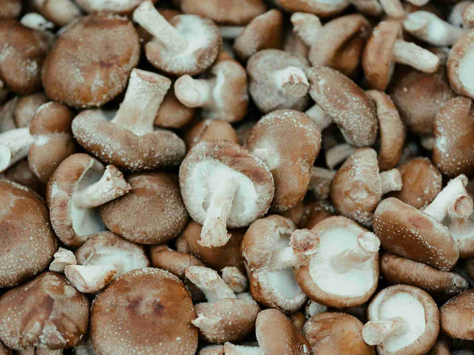 Exploring-Turkey-Tail-Mushroom-for-Cancer