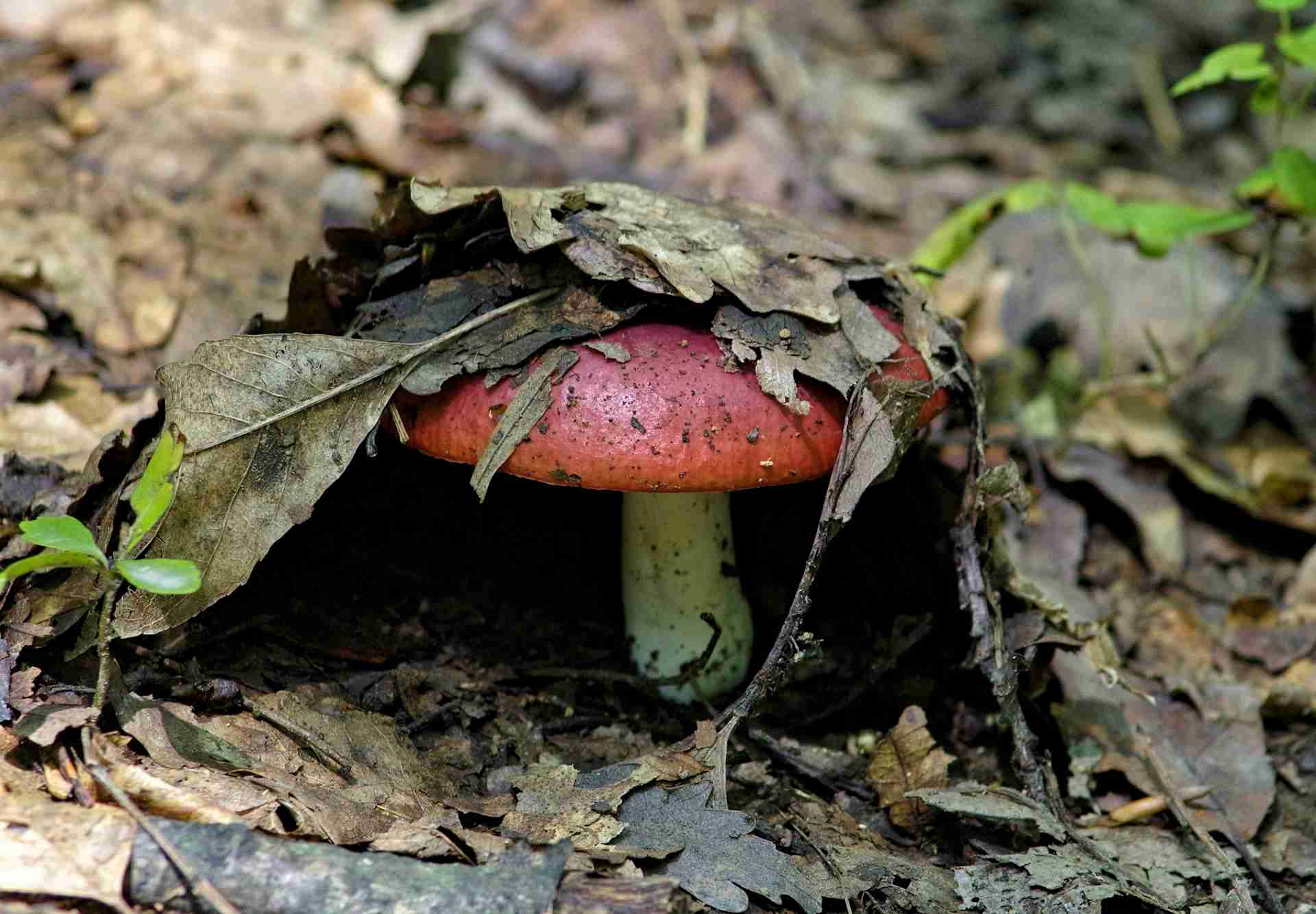 5-Top-Oyster-Mushroom-Benefits