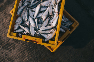 youve-heard-fish-oil
