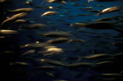 nothing-fishy-about-fishoil