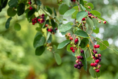 what-are-elderberry-advantages