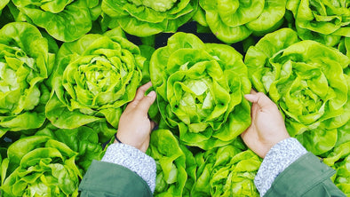 Lettuce Water