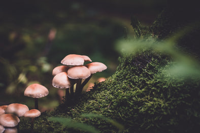 Maitake: The Amazing Health Benefits of This Functional Mushroom