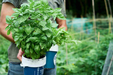 Discover-Basil's-Power-Unlock-Your-Health-with-Nature-Secret