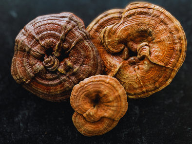 Reishi Benefits And Side Effects: Everything You Need To Know