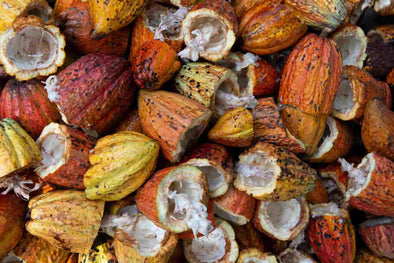 Cocoa vs. Cacao: Differentiating Health Benefits, Culinary Uses