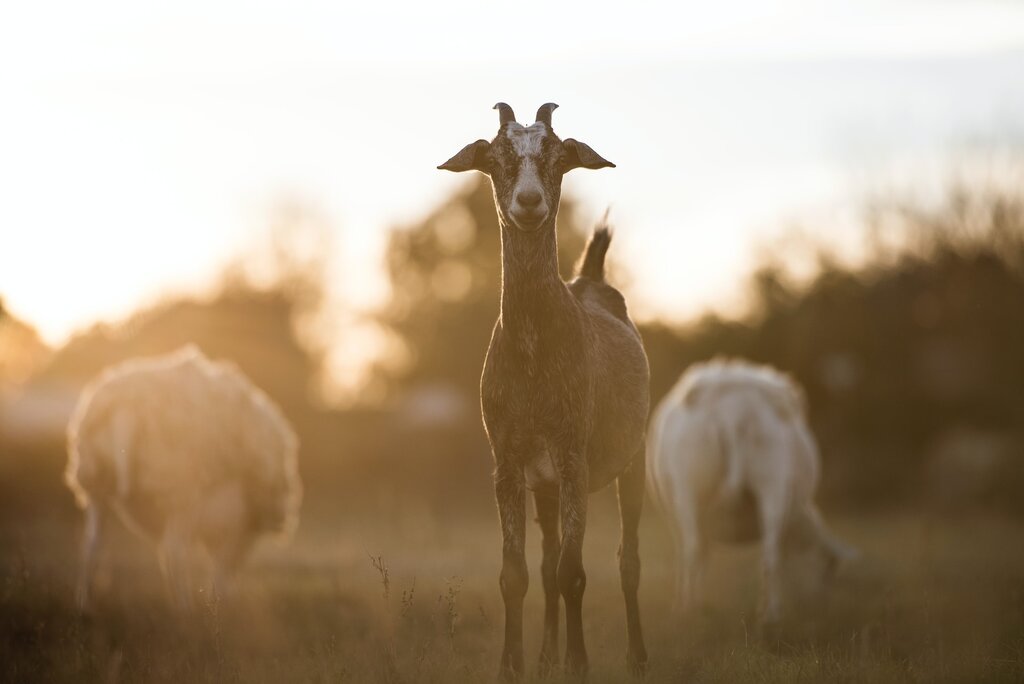advantages-of-goat-mil-vs-cow-milk