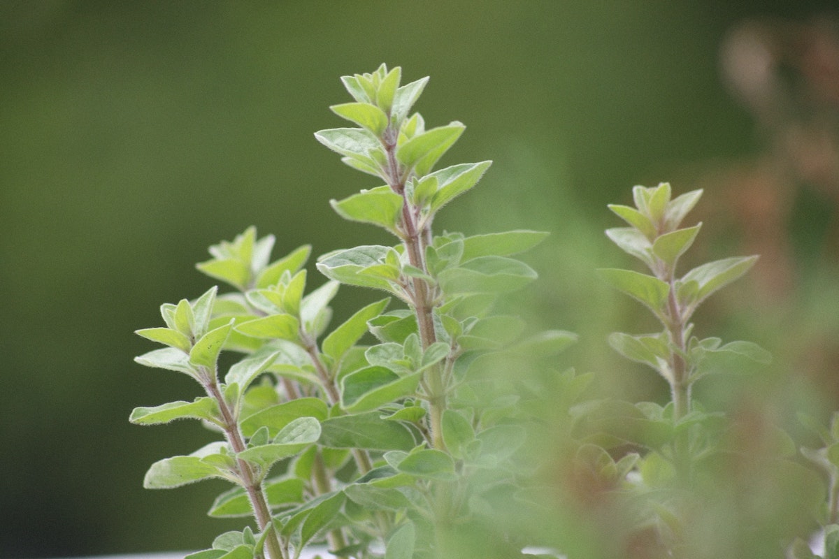 Oregano leaves