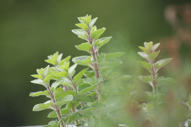 oregano-essential-oil-benefits